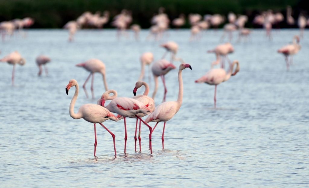 salina di cervia; escursioni