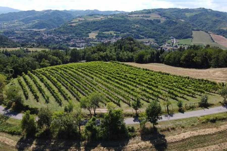 filare; adotta un filare